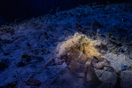 Octopus vulgaris