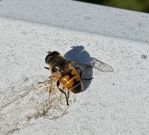Unknown species found near White Birch Ln, Beacon Falls, CT, US