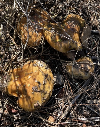 iNaturalist observation photo of Short-stalked Suillus