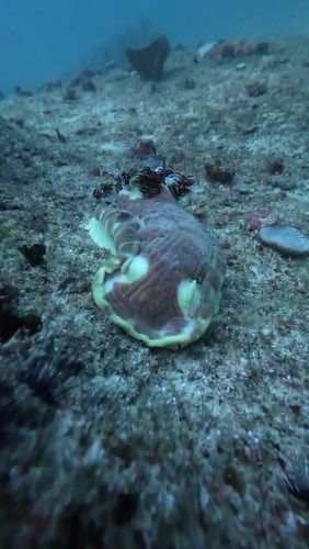 Hexabranchus giganteus