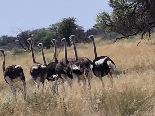 Common Ostrich