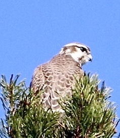 iNaturalist observation photo of Prairie Falcon