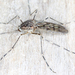 Banded House Mosquito - Photo (c) gernotkunz, all rights reserved, uploaded by gernotkunz