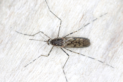 Banded house mosquito
