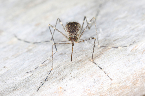 Banded house mosquito
