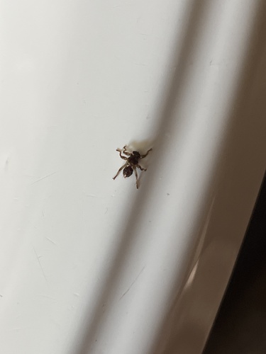 Unknown species found near Slab City Rd, Grafton, NH, US