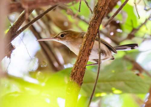Chattering Gnatwren