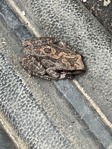 iNaturalist observation photo of Pacific chorus frog