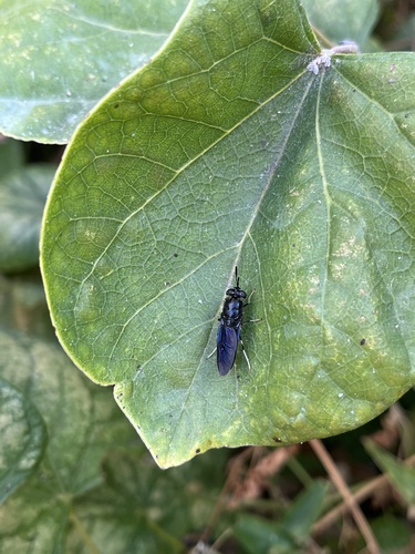 Unknown species found near S School St, Normal, IL, US