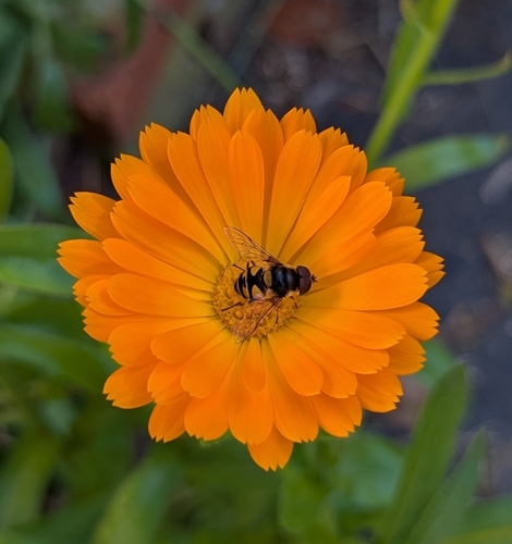 Unknown species found near Norridgewock, ME 04957, USA