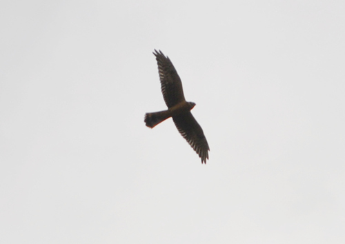 Pallid Harrier