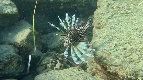 Pterois miles