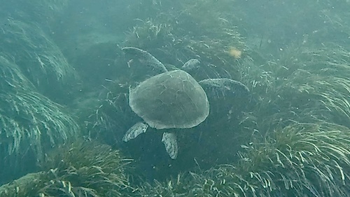 Chelonia mydas