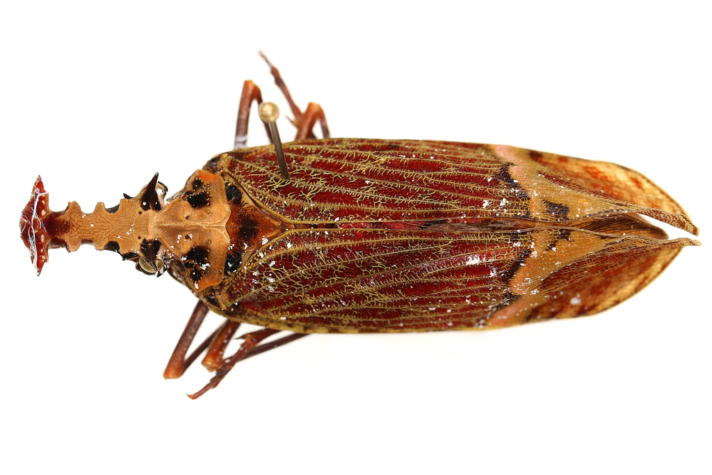 Demon Bug Insect Dragon Headed Bug