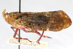 Copidocephala viridiguttata image