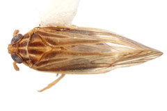 Image of Euides fasciatella