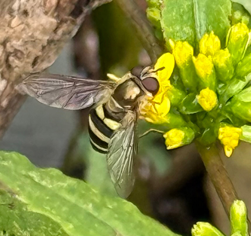 Unknown species found near Ardee Ave, Nashville, TN, US