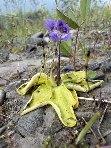Common Butterwort