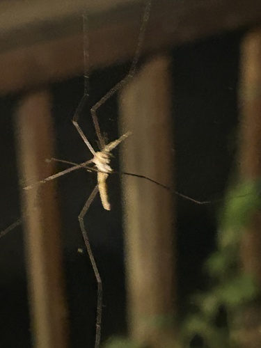 Unknown species found near Holmes Rd, Goodrich, MI, US