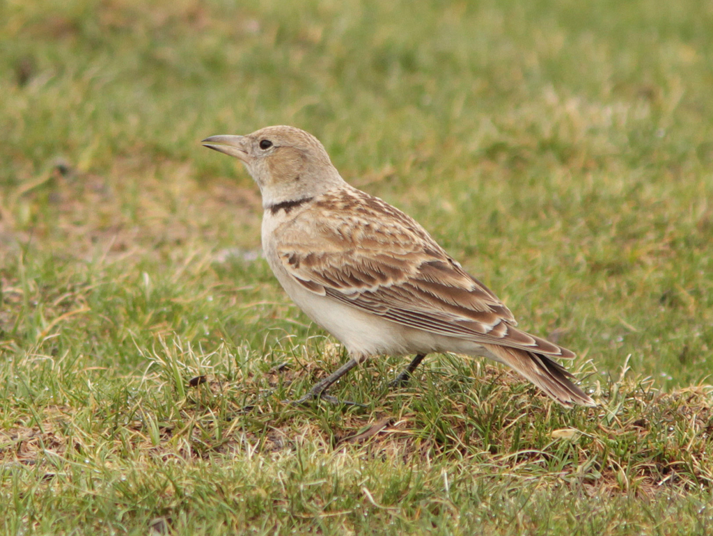 Tibetan Lark (Melanocorypha maxima) photo