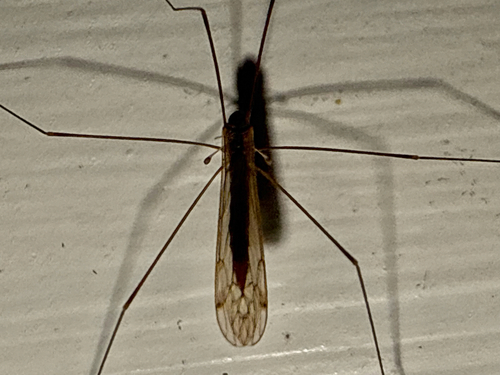 Unknown species found near Pound Ridge Rd, Bedford, NY, US