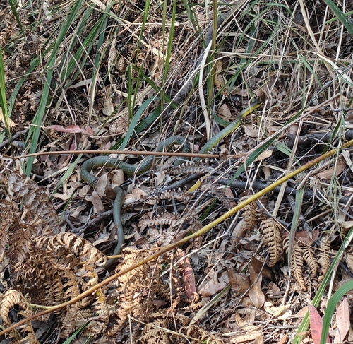 Common Tree Snake sighting