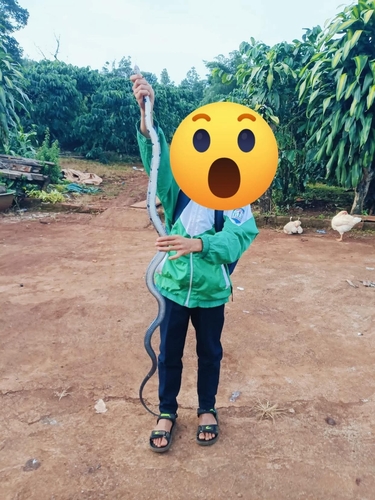 Black Copper Rat Snake