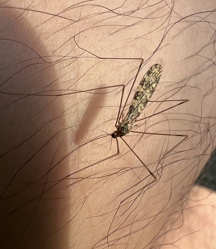 Unknown species found near S 130th Ave, Fall Creek, WI, US