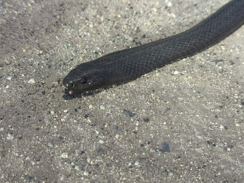 Blue-bellied Black Snake sighting