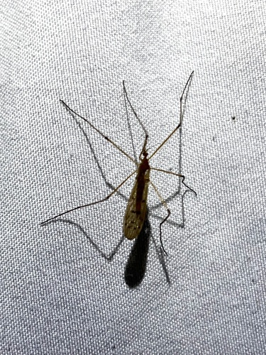 Unknown species found near Thunder Bay District, ON, Canada