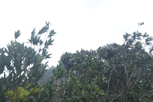 Castanopsis concinna