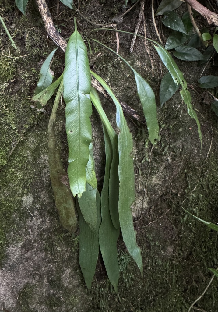 Antrophyum semicostatum (Antrophyum semicostatum)
