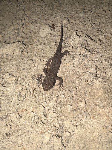 iNaturalist observation photo of California Newt