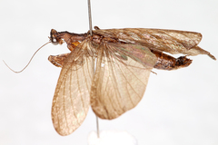 Image of Pseudomiopteryx infuscata