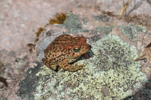 McCoy's Toad