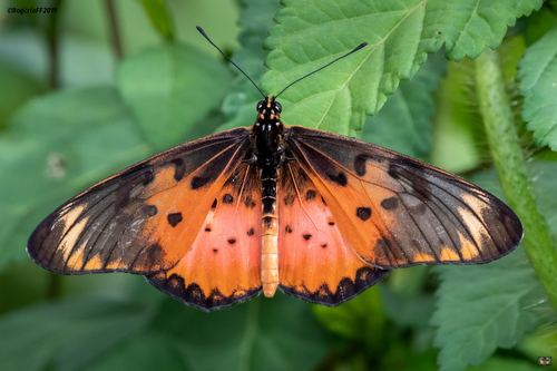 Westwood's Acraea