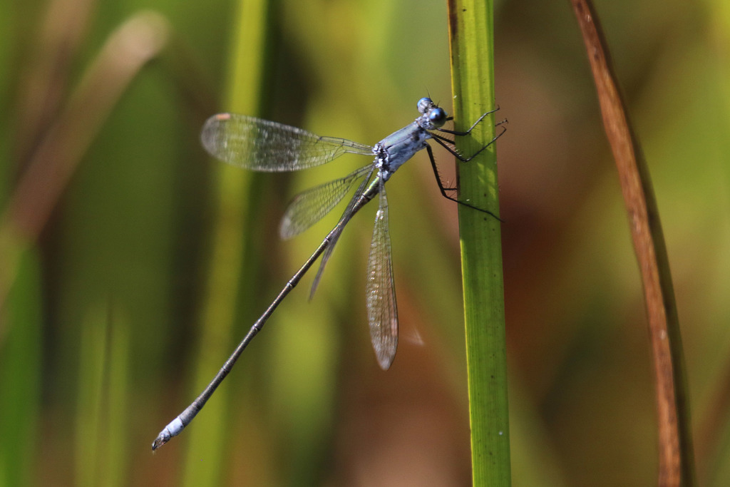 Swamp Spreadwing from Papineau Regional County Municipality, QC, Canada