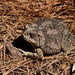 Southwestern Toad - Photo (c) Ricardo, all rights reserved, uploaded by Ricardo