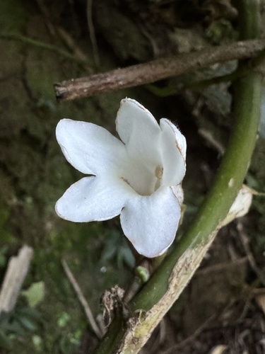 Cyrtandra picta