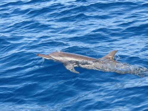 Stenella longirostris