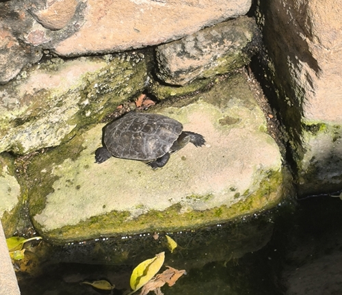 Mauremys leprosa leprosa