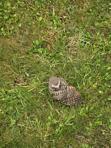 View observation of {o.common_name} on iNaturalist