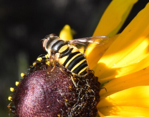 Unknown species found near Groton, MA 01450, USA