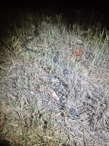 Coastal Carpet Python sighting