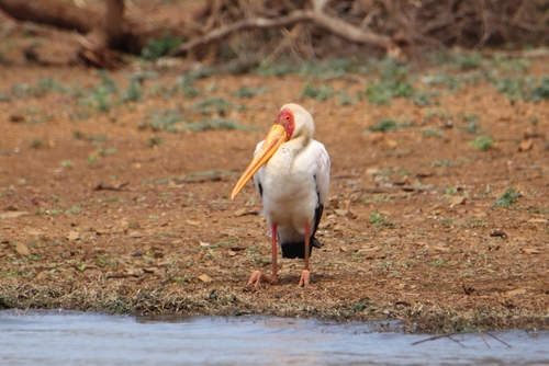Yellow-billed Stork