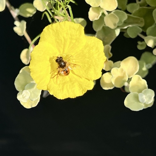 Unknown species found near Olbrich Botanical Gardens, Madison, WI, US