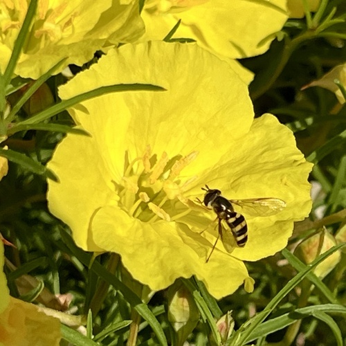 Unknown species found near Olbrich Botanical Gardens, Madison, WI, US