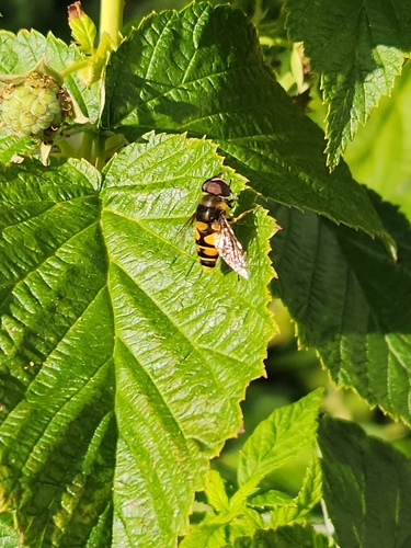 Unknown species found near Harambee, Milwaukee, WI, USA
