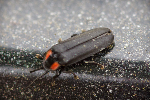 iNaturalist observation photo of Dark Firefly