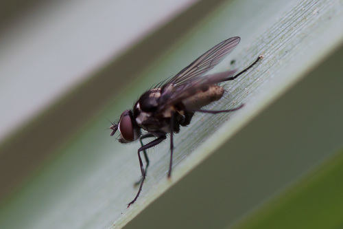 iNaturalist observation photo of Flies